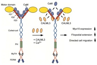 CALML3 as light chain for myosin-10
