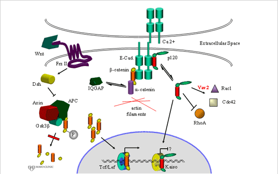 Cadherin extracellular domains mediate homophilic cell-cell adhesion, while their intracellular domains associate with proteins termed catenins, which mediate linkage to the actin cytoskeleton and adhesion-induced signaling.