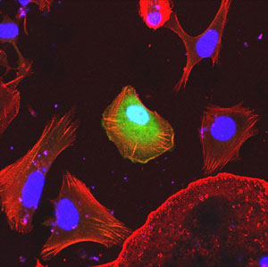 Immunofluorescent staining for actin filaments in cultured normal rat cholangiocytes.