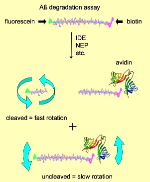 Amyloid-beta degradation assay