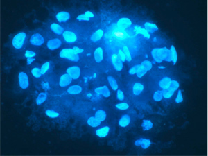 Microscopic image of liver cells