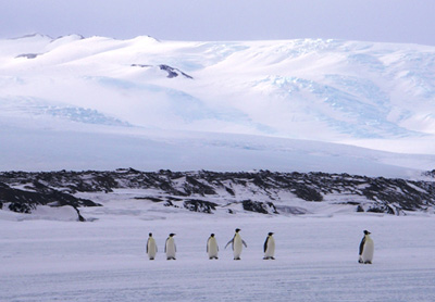 Emperor Penguins