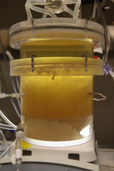 Spheroid reservoir loaded with 200 grams of porcine hepatocyte spheroids.