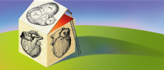 Summary illustration - Curious at Heart: A Focus on Diastolic Heart Failure
