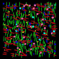 Color coding of many types of cells in the muscle wall of the gastrointestinal tract illustrates the shape and orientation of the cells' nuclei.