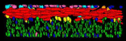 Image of color coding of many types of cells in the muscle wall of the gastrointestinal tract illustrates the shape and orientation of the cells' nuclei.