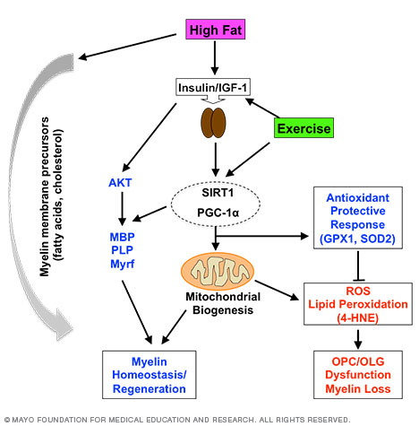 Flow chart showing role of exercise and dietary fat in myelin generation of adult spinal cord.