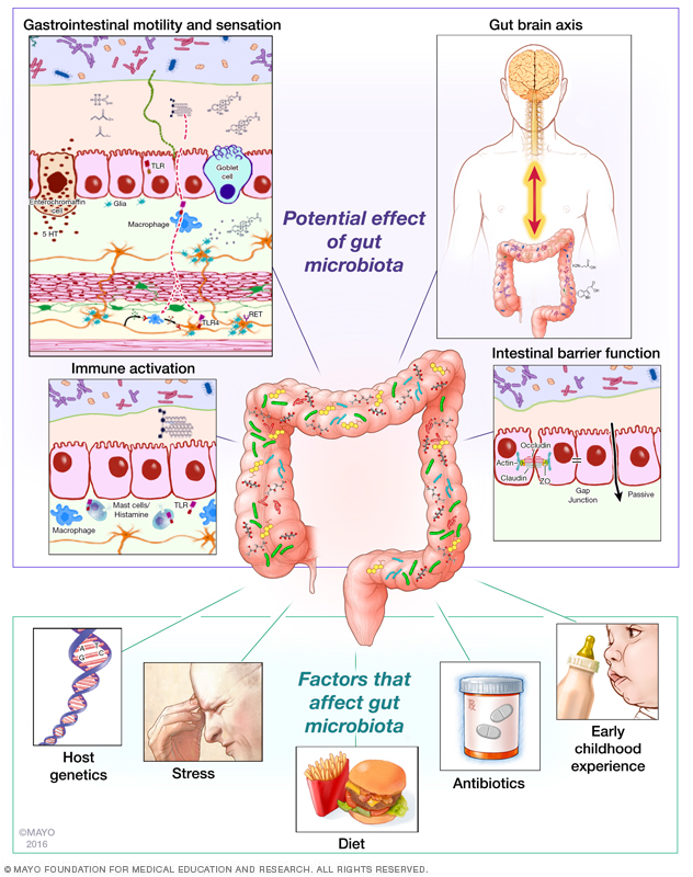 High body temperature increases gut microbiota-dependent host