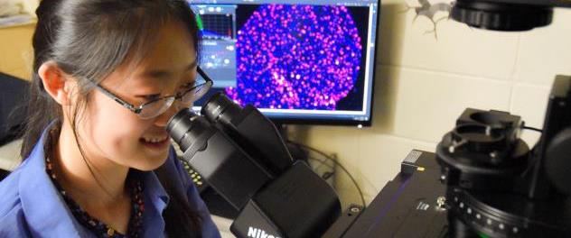 Dr. Rossoll's Neurobiology of Neurodegenerative Diseases Lab is using advanced fluorescence microscopy methods to identify pathological changes that can form the basis for therapy development.
