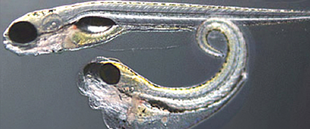 Image of zebrafish model systems at Mayo Clinic