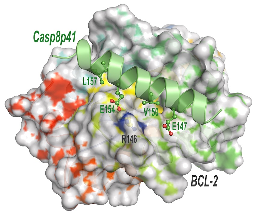 A model of the HIV-specific cell death stimulus Casp8p41 binding to the BH3 groove in Bcl2 is shown.