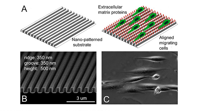 Mayo Clinic's Brain Tumor Stem Cell Research Lab uses specially designed platforms called nanopatterns to study the migratory capabilities of cancerous cells.