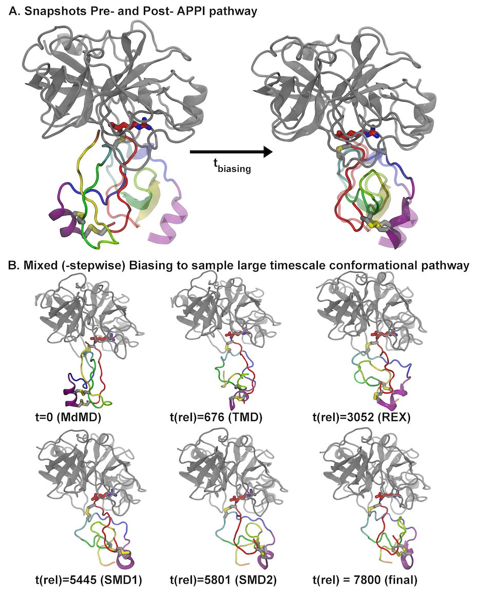 Simulation visualizing Maxwell's demon staged biasing for pre- and post-amyloid precursor protein inhibitor (APPI) pathway