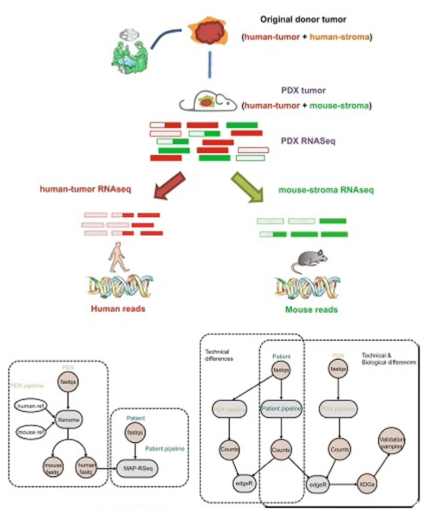 Image showing PDX and patient RNAseq pipeline