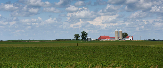 Young corn field with farmstead in the distance