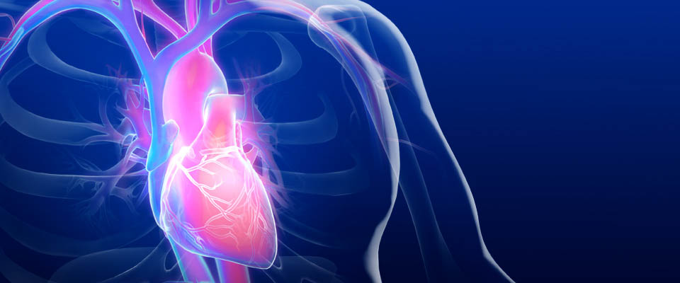 The Cardiovascular Research Center at Mayo Clinic is aggressively pursuing novel heart disease treatments.