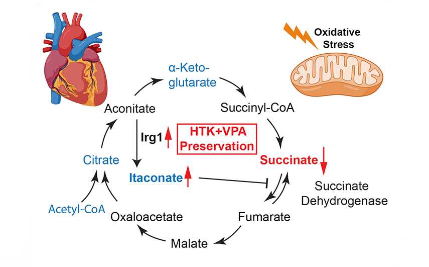 Illustration showing how therapeutics that promote intrinsic protective mechanisms can improve cardioprotection