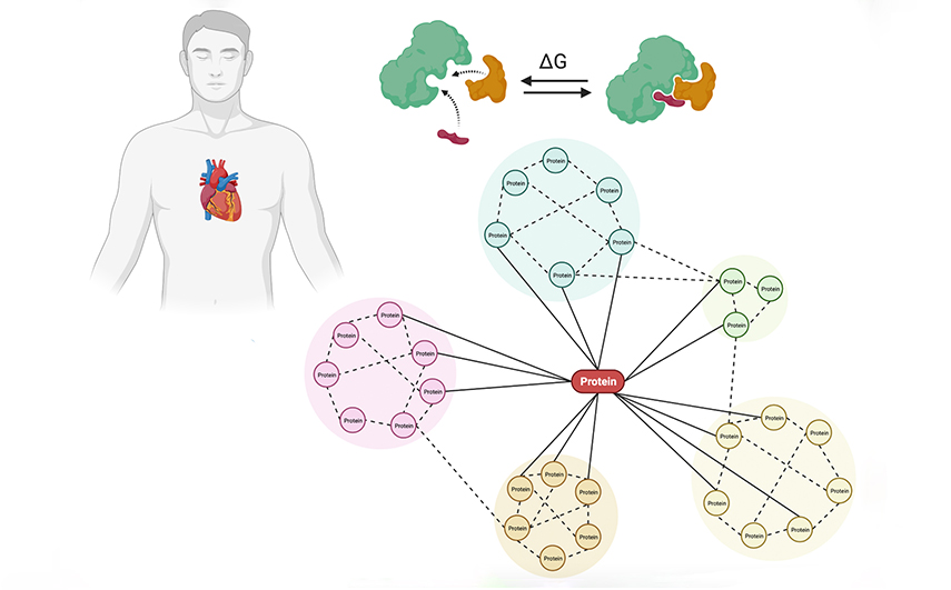 Illustration depicting how molecular phase separation is important for determining organ preservation quality