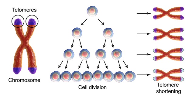 A computerized illustration of cell division