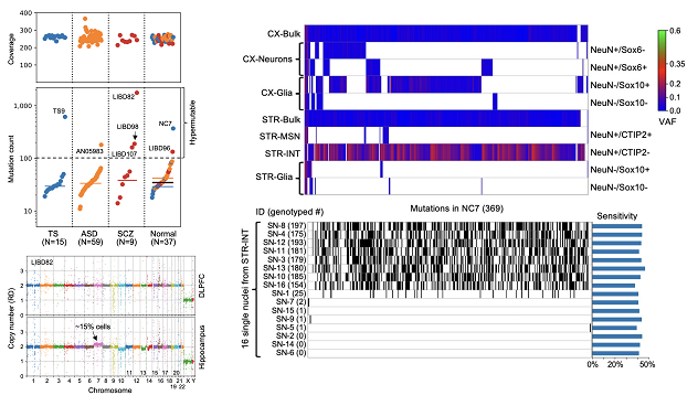 Research - Somatic Mutations in Development and Aging: Alexej Abyzov ...