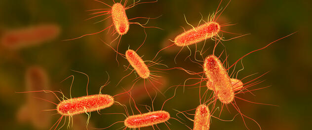 Flagellated bacteria