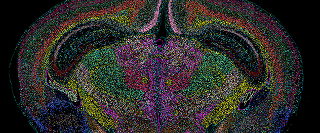 This image depicts a mouse brain tissue section where each color represents an individual cell type in the brain.