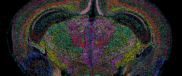This image depicts a mouse brain tissue section where each color represents an individual cell type in the brain.