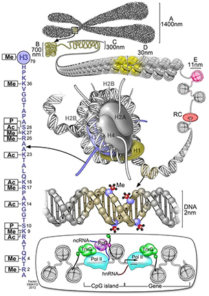 This schematic summarizes different classes of epigenetic marks. 