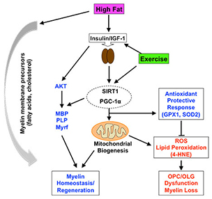 Flow chart showing role of exercise and dietary fat in myelin generation of adult spinal cord.