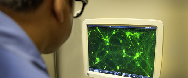 A staff member looks at green, fluorescent human neurons on a screen.