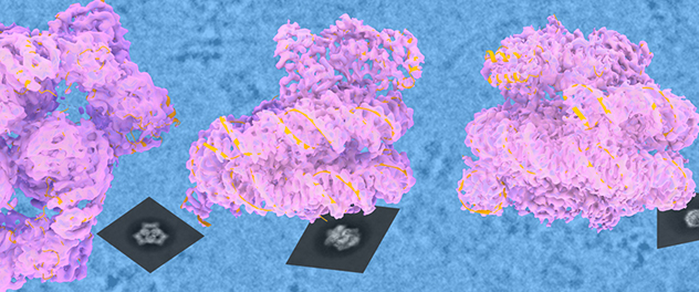 Examples of cryoEM structures determined in the Structural Biology Core