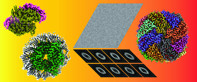Examples of cryoEM structures determined in the Structural Biology Core