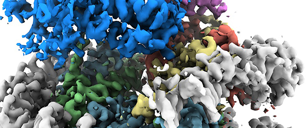 CryoEM density map of a protein-DNA complex