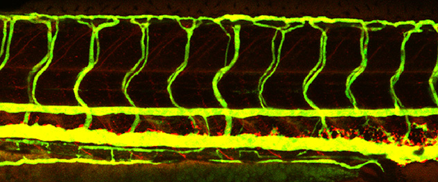 A zebrafish embryo used in vascular permeability studies
