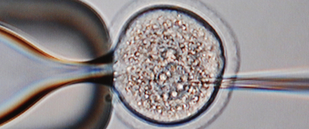 Microinjection performed by the Precision Mouse Engineering Core at Mayo Clinic in Minnesota.