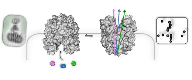 A schematic showing an efflux transporter in two conformations: inward facing and outward facing. To the left and right are renderings of data from cryoelectron microscopy and nuclear magnetic resonance spectroscopy.