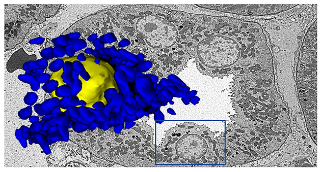 Transmission electron microscopy image of a renal collecting duct cell from a Sprague-Dawley rat with a 3D reconstruction of mitochondria shown in blue surrounding the cell nucleus shown in yellow. The image illustrates the spatial organization and distribution of mitochondria within the cell.