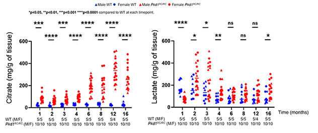 Scatter plots show longitudinal changes in kidney citrate and lactate levels in wild-type and Pkd1RC/RC mice at multiple time points during disease progression. Data are separated by sex and genotype, demonstrating dynamic metabolic changes over time in Pkd1RC/RC kidneys compared with wild-type controls.