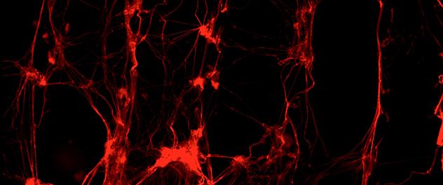 Dorsal root ganglion neurons (red) grow on a ridged synthetic biopolymer scaffold.