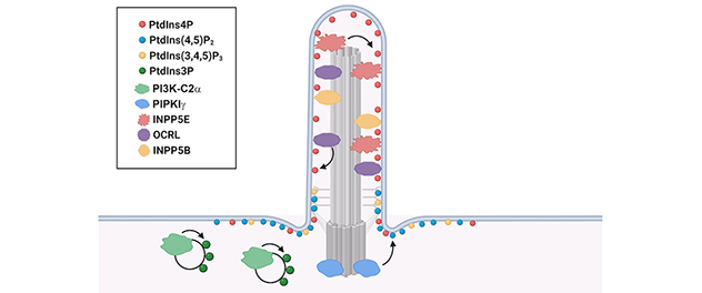 Figure illustrating phosphoinositide localization.