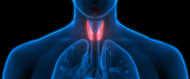 Medical illustration of the human thyroid gland